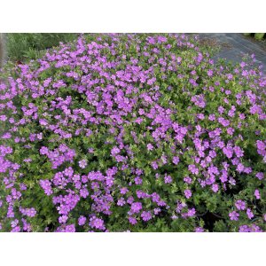 Pakosť (Geranium gracile) ´SIRAK´ kont. C1.5L 